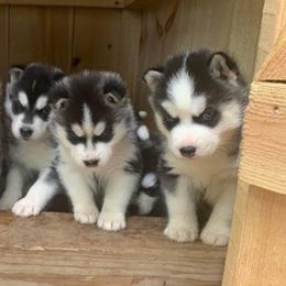 Siberian Huskies from Brightside Kennels