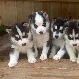 Siberian Huskies from Brightside Kennels