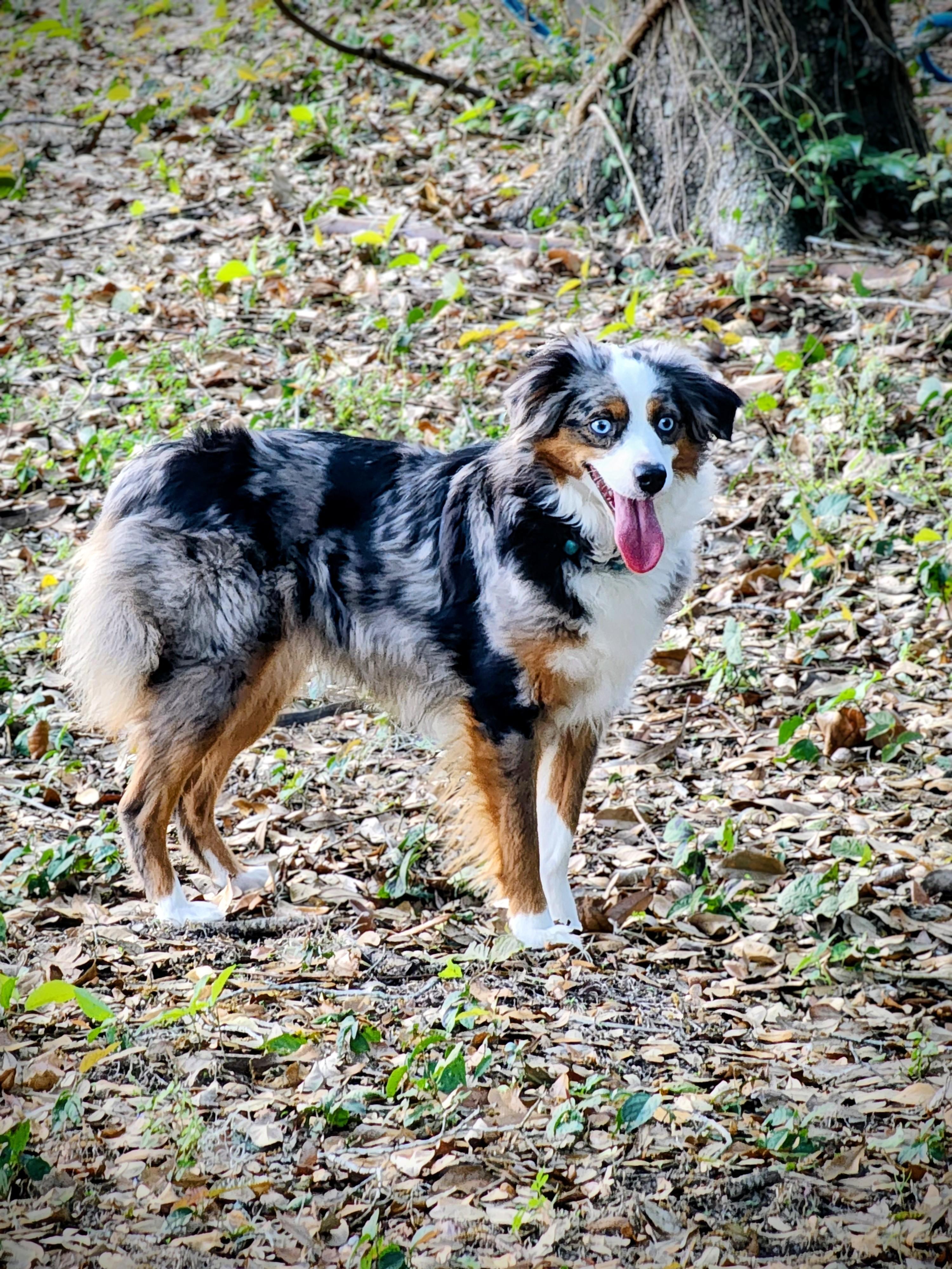 Dixie