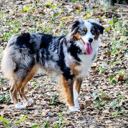 Dixie - Toy Australian Shepherd