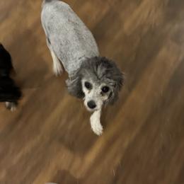 Lucy - Poodle