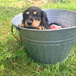 Rooster - Black and tan male Dachshund puppy in Crossville, Tennessee from Golden Mini Farm