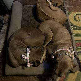 Rhodesian Ridgeback All Grown Up from Abbey Rhode Rhodesian Ridgebacks