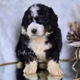 Wilder - Tri-color male Bernedoodle puppy in Cleveland, Georgia from Jam's Doodles And Poodles