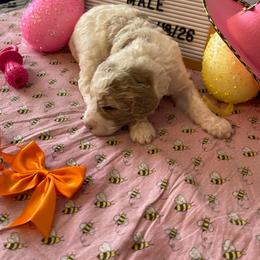Autumn (orange collar) - Parti female Poodle puppy in Port Saint Lucie, Florida from Abbott Standard Poodles