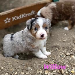 WILLOW - Blue merle female Toy Australian Shepherd puppy in Viking, Minnesota from Son Shine Farm
