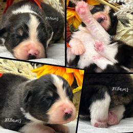 2 Wildcard, BTM - Black tri-color male Australian Shepherd puppy in Huntington, Texas from JKKJ Farms, LLC