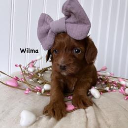 Bernedoodle, Cavapoo, Goldendoodle, and Poodle Puppies from Gypsi Doodles & Poodles