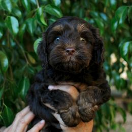 Bourbon - Chocolate male Australian Labradoodle puppy in Menifee, California from Angel Coast Australian Labradoodles
