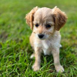 Cinder- short coat - female Cavapoochon puppy in Bullard, Texas from Cavapoochon Central LLC