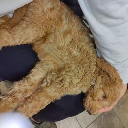 Poodle Puppies from Luck O the Doodle