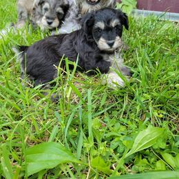 Schnoodle Puppies from RR Schnoodles