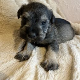 Boy 3 - Salt and pepper Miniature Schnauzer puppy in Dunkirk, Indiana from Walker's Schnauzers