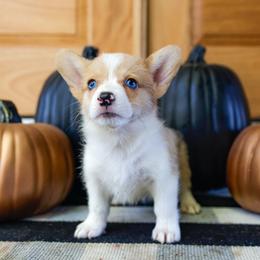 Cheerio - Sable female Pembroke Welsh Corgi puppy in Star City, Arkansas from Say When Corgi Co.