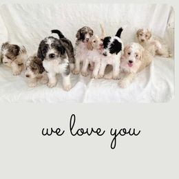 Aussiedoodle Puppies from Double-Doodle