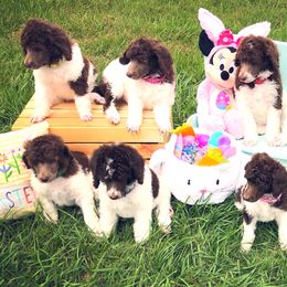 Poodle Puppies from The Parti Collection