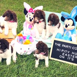 Poodle Puppies from The Parti Collection