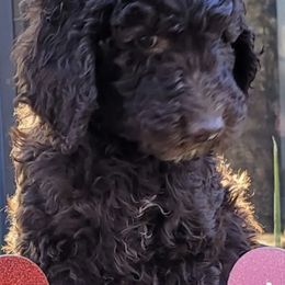 Goldendoodles from DeHaven Doodles