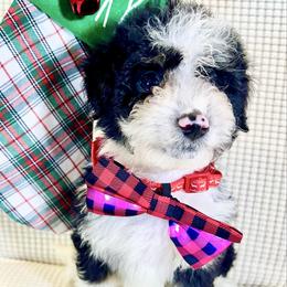 BURRITO - Black and white male Bernedoodle puppy in Houston, Texas from Pia’s Doodle Poodle Wag