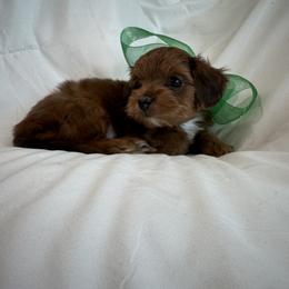 Cavapoo and Maltipoo Puppies from Julie Chandler