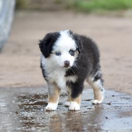 Stormy - Blue merle female Toy Australian Shepherd puppy in Wichita Falls, Texas from Shooting Stars Ranch Toy and Mini Aussies