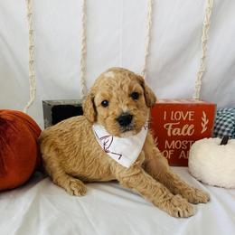 Cider - Cream male Goldendoodle puppy in Cedartown, Georgia from Loyal Doodles