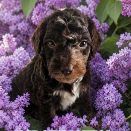 Mr Knightley -Jane Austen litter - Tri-color male Labradoodle puppy in Phelan, California from Family Doodles