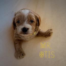 Mr. Otis - Apricot male Goldendoodle puppy in Sacramento, California from Dandy Doodles Goldendoodles