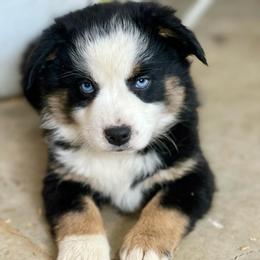 Miniature American Shepherds, Miniature Australian Shepherds, and Toy Australian Shepherds from MAS Gone Rogue