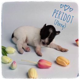 Perry - White and black male Shetland Sheepdog puppy in Minnesota from Sheltie Puppies