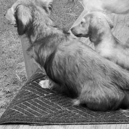 Dachshund Puppies from CLARK'S BREEDING PROGRAM