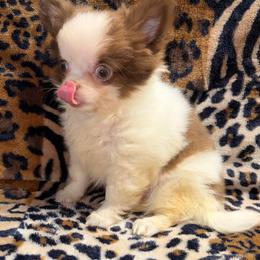 Theo - Chocolate and white male Chihuahua puppy in Fredericksburg, Indiana from Country Star Chihuahuas
