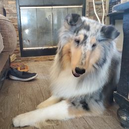 Charlotte - Collie