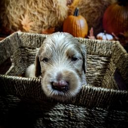 Brown Boy - Chocolate male Goldendoodle puppy in Palm Bay, Florida from Costa's Curly Canines