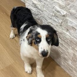Australian Shepherd Puppies from Kamm's Aussies