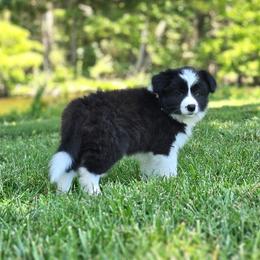Laurel - Black and white female Border Collie puppy in Olney, Illinois from Heronwood Border Collies