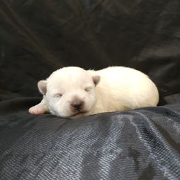 Fluke- Brown - White male West Highland White Terrier puppy in Toronto, Ohio from Shekinah’s Mi-Kis & Cricket Hill’s Westies
