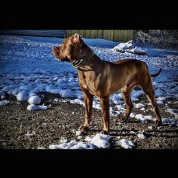 American Pit Bull Terriers from Alpha Xl Kennelz