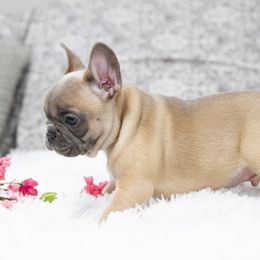 Chihuahua and French Bulldog Puppies from Destiny Chihuahuas