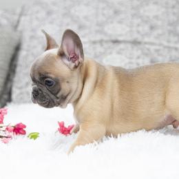Chihuahua and French Bulldog Puppies from Destiny Chihuahuas