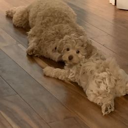 Australian Labradoodle Puppies from Charlotte Labradoodles