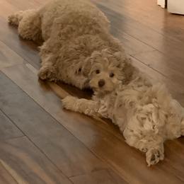 Australian Labradoodle Puppies from Charlotte Labradoodles