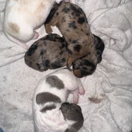 Dachshund and Golden Retriever Puppies from 50 shades of dachshund