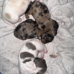 Dachshund and Golden Retriever Puppies from 50 shades of dachshund
