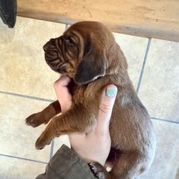Grey girl - Red female Bloodhound puppy in Conway, Missouri from Ozark Mountain Kennel