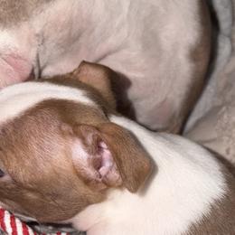 Boston Terriers from Mad Bossies