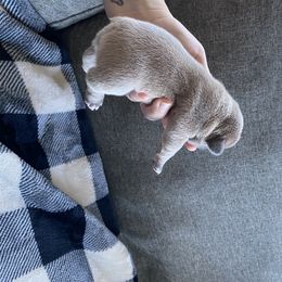 French Bulldog Puppies from Casco Bay Frenchies