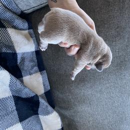 French Bulldog Puppies from Casco Bay Frenchies
