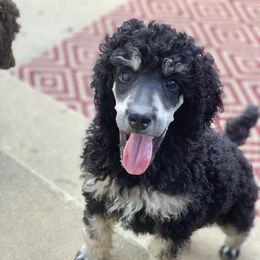 Poodle Puppies from Cosmic Caliber Standard Poodles