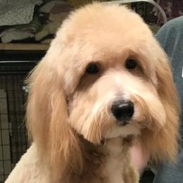 Goldendoodle adult dog